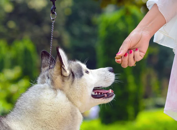 Feeding dog - Owners hand feeding dog — Stock Photo, Image