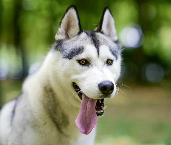 Retrato Husky — Foto de Stock