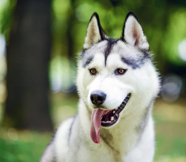 Retrato Husky — Foto de Stock