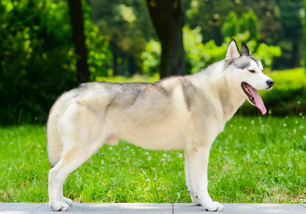 Retrato Husky — Foto de Stock