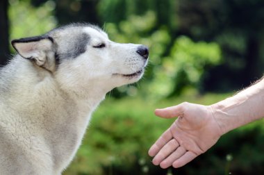 eğitim köpek