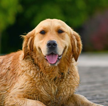 Golden retriever portre