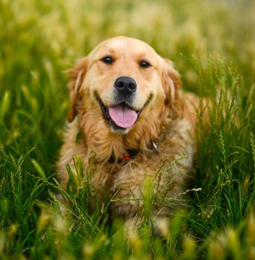 Golden retriever portre