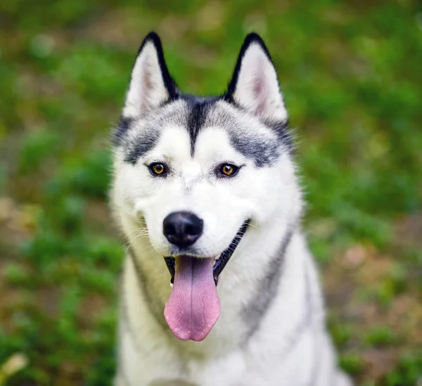 Retrato Husky — Foto de Stock