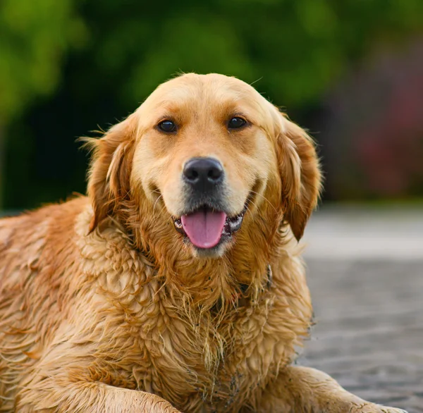 Πορτρέτο του χρυσόs retriever — Φωτογραφία Αρχείου