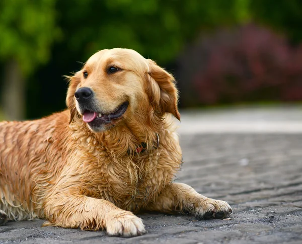 Retrato Golden Retriever — Fotografia de Stock