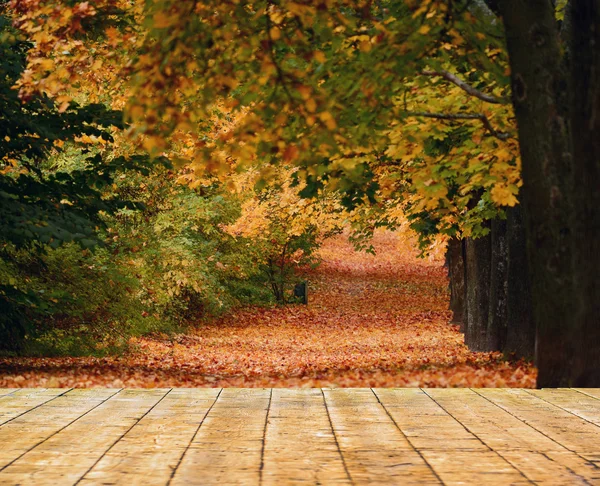Mooie herfst bos met houten vloer — Stockfoto
