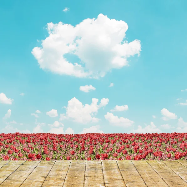 Campo de tulipán rojo y paisaje cielo azul —  Fotos de Stock