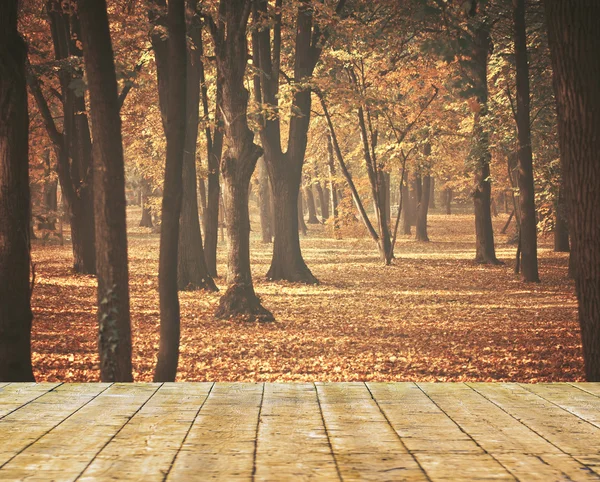 Beautiful autumn forest with wooden floor Stock Photo