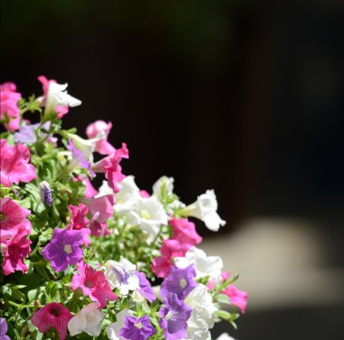 Bougainvillea çiçek