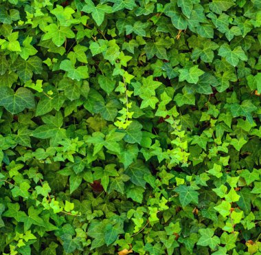 yaprak yeşil arka plan