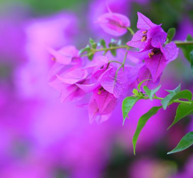 mor çiçekler arka plan