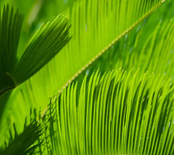 Sammanfattning av palmblad med skuggor — Stockfoto