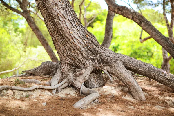 Stort träd med stora rötter sprida runt den — Stockfoto