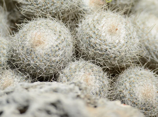 Kaktusz növény közelről — Stock Fotó