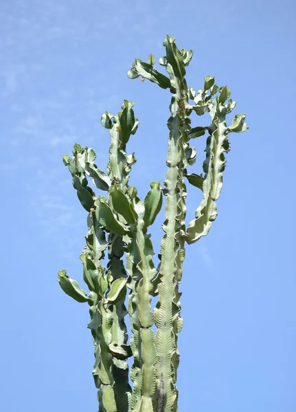 Albero di cactus contro il cielo blu — Foto Stock