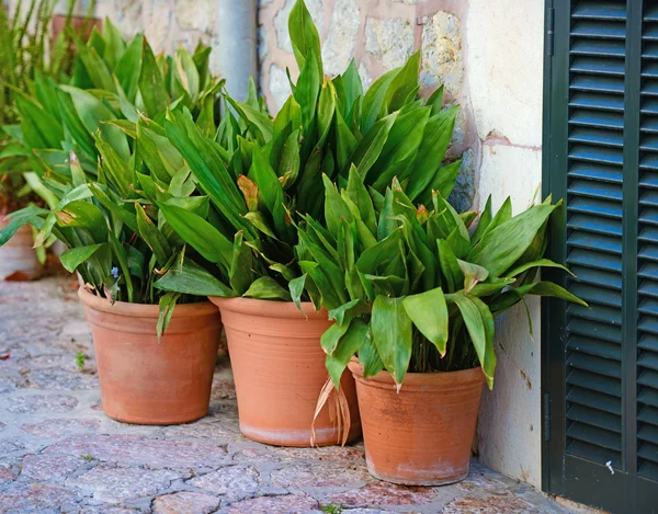 Zierpflanzen in der Vase vor der Tür — Stockfoto