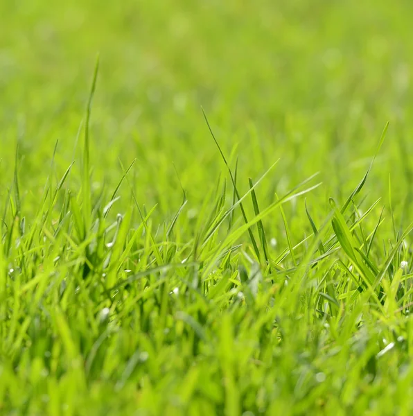 신선한 잔디 — 스톡 사진