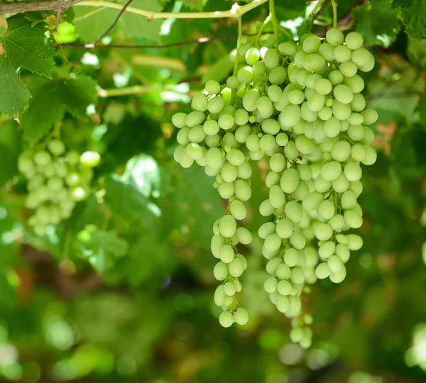 Green grapes — Stock Photo, Image