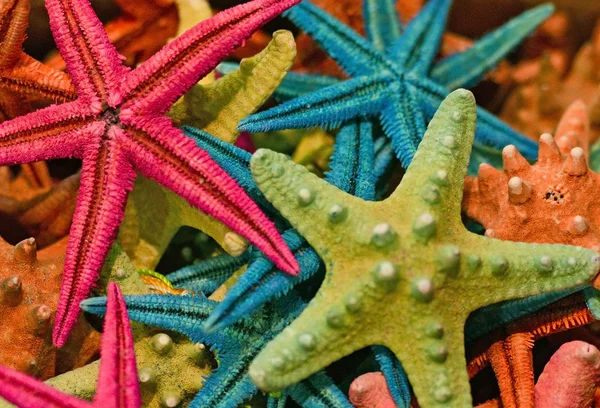 Group of colorful sea stars — Stock Photo, Image