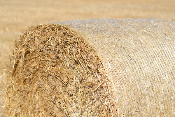 Hay roll on field — Stock Photo, Image