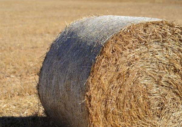 Hay roll on field — Stock Photo, Image