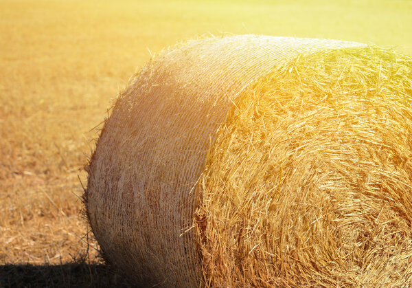 Hay roll on field