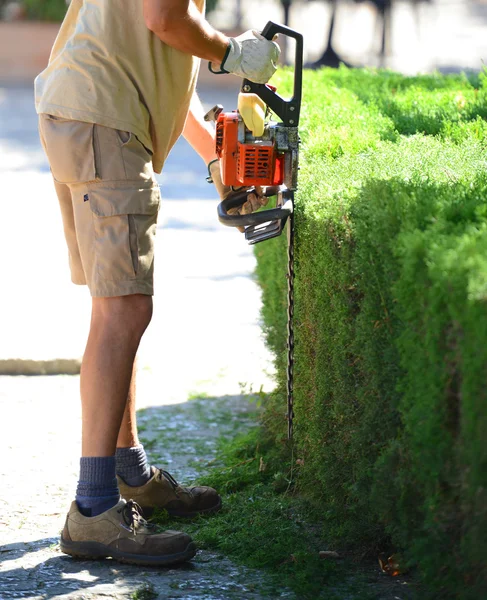 Man cutting hedge — Stock Photo, Image