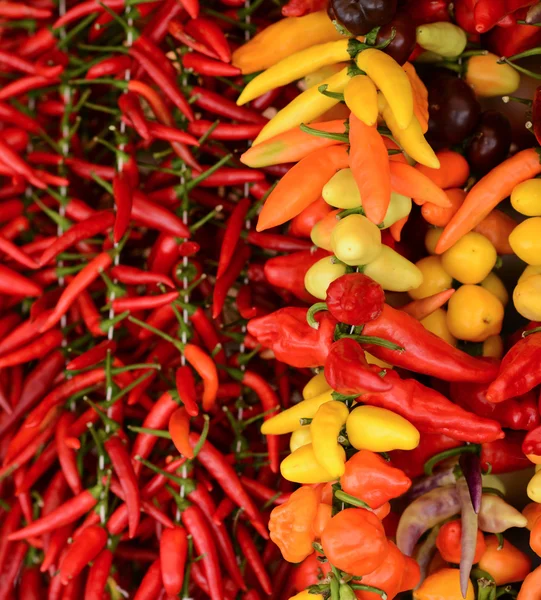 Peppers background — Stock Photo, Image