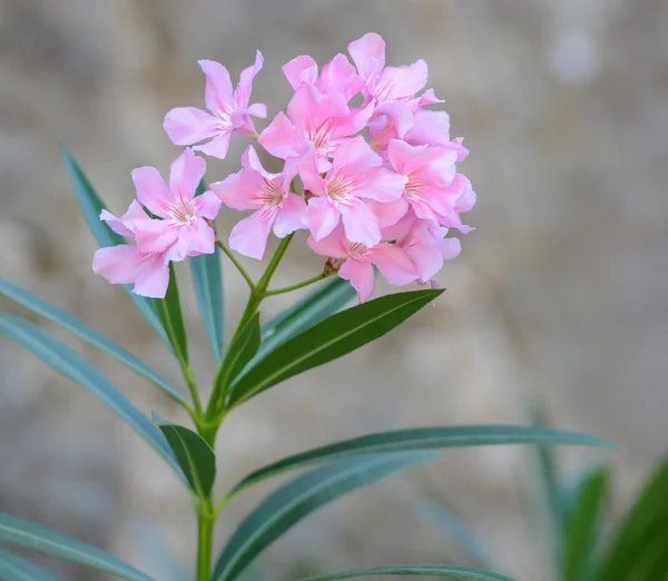 ピンクの花 — ストック写真