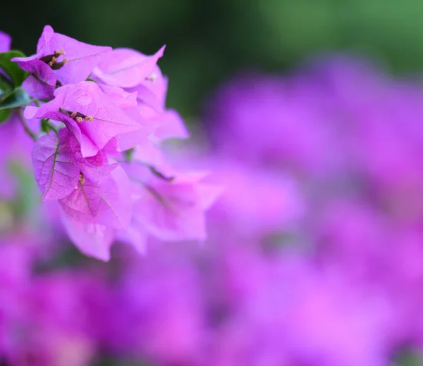 Fialové květy pozadí — Stock fotografie