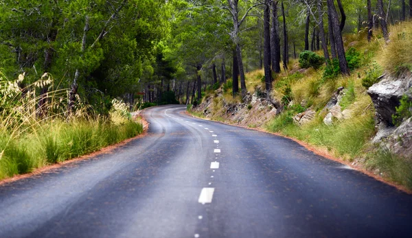 Estrada no meio da floresta — Fotografia de Stock