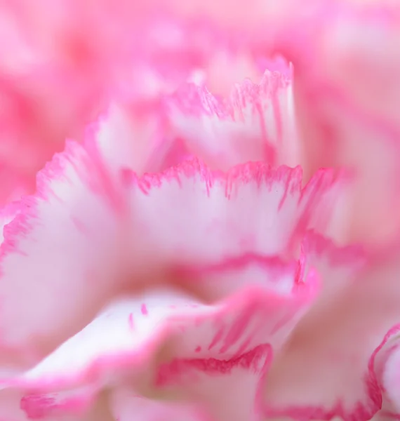 Soft background petal flower — Stock Photo, Image