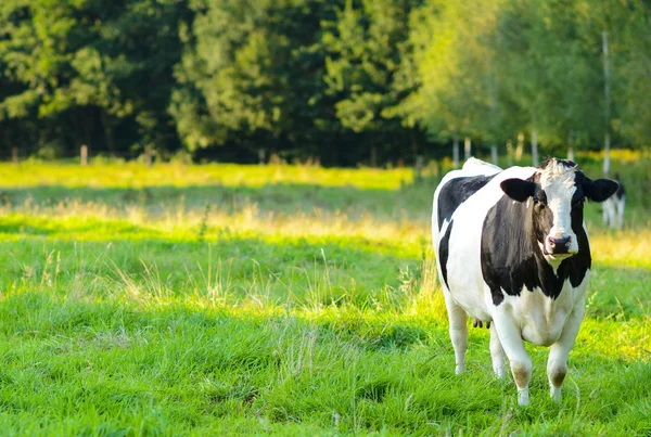 Vaca en pastoreo de campo — Foto de Stock