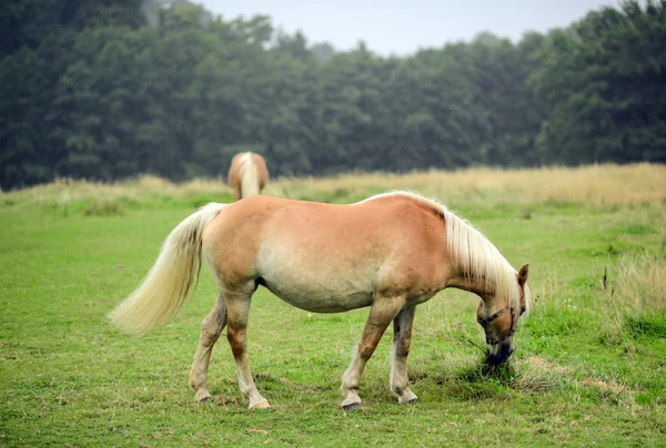 Pastoreio de cavalos no campo — Fotografia de Stock