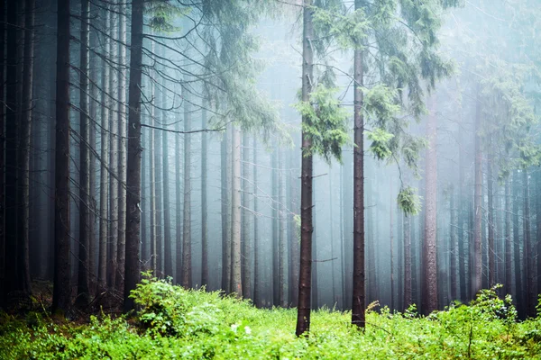 Zamlžené borový les — Stock fotografie