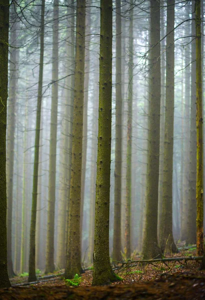 Foresta mistica con luce solare — Foto Stock