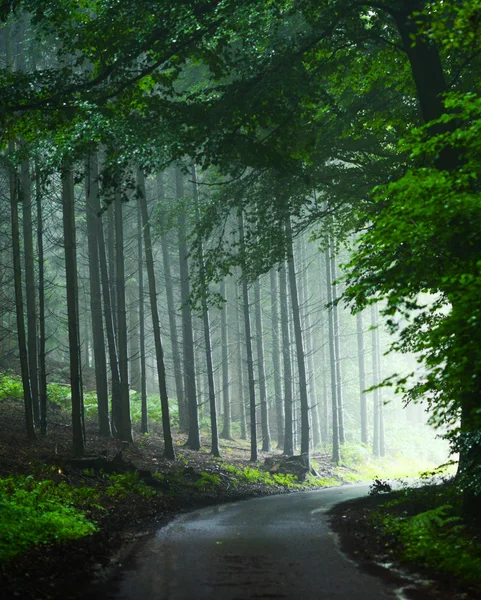 Mystischer Wald mit Sonnenlicht — Stockfoto