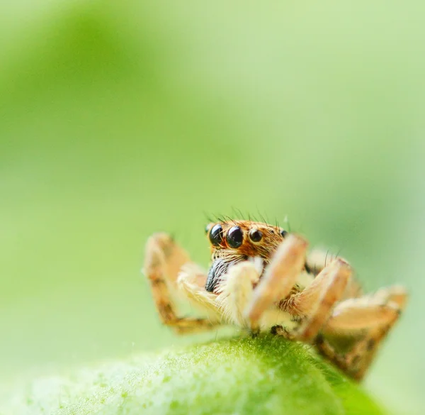 Salticus scenicus aranha saltitante — Fotografia de Stock