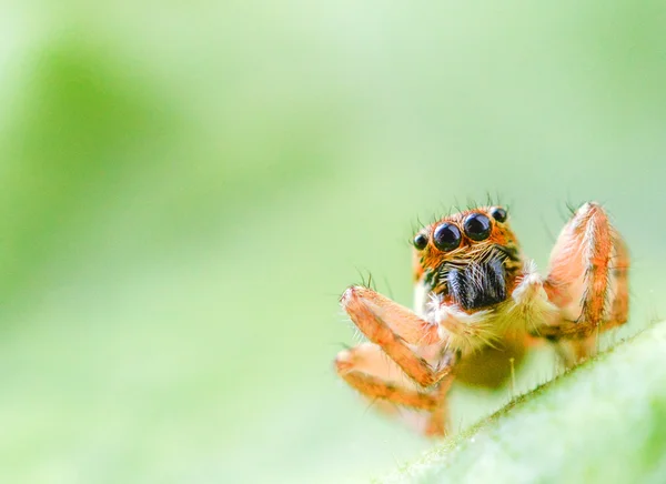 Salticus scenicus jumping spider — Stock Photo, Image