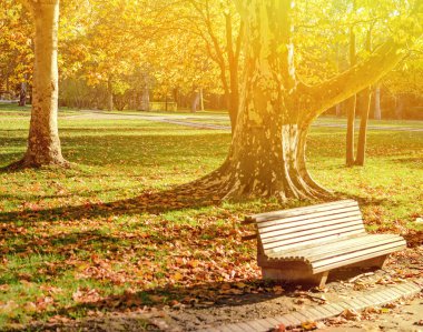 sonbahar orman ve boş tezgah Parkı