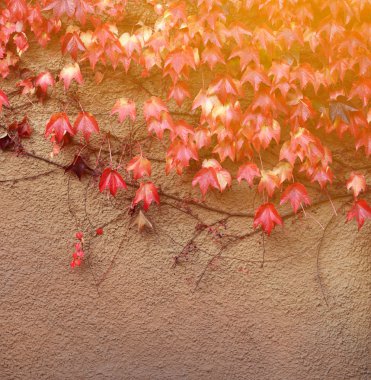 renkli Ivy-duvar Güz