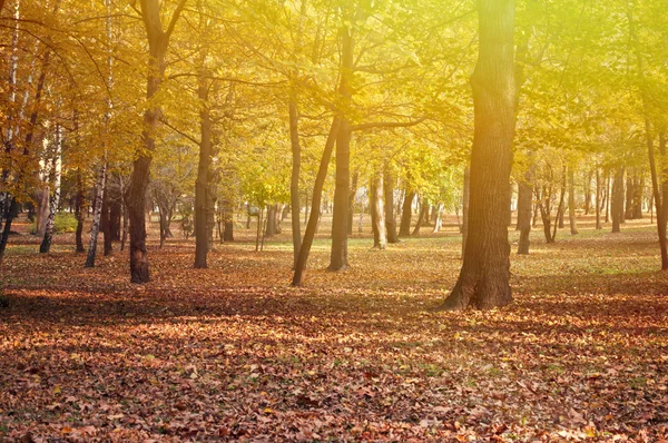 Höstens scen - vackra höstliga naturen Detaljer — Stockfoto