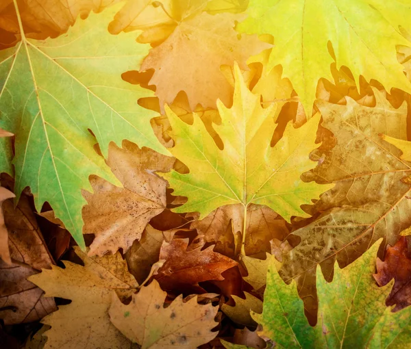 Herbstliche Szenerie - schöne herbstliche Naturdetails — Stockfoto