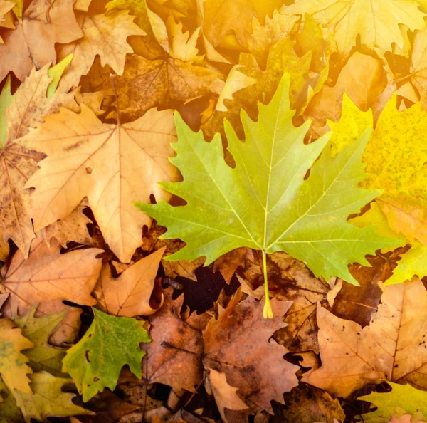 Herbstliche Szenerie - schöne herbstliche Naturdetails — Stockfoto