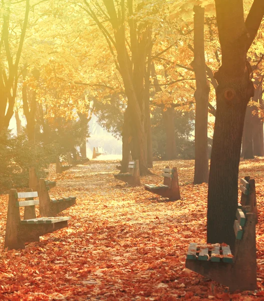 Autumn scene - Beautiful autumnal nature details — Stock Photo, Image