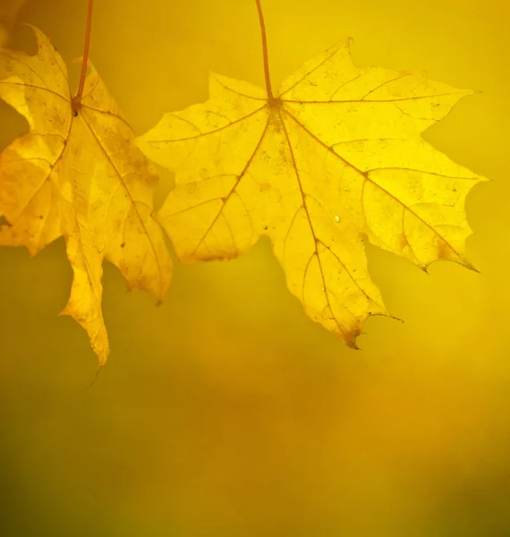 Podzimní scéna - krásná podzimní příroda detaily — Stock fotografie