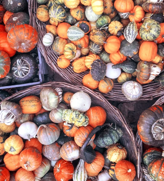 Színes sütőtök háttér - őszi színekkel — Stock Fotó