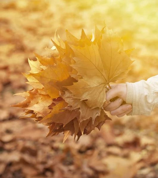 Ręczne trzymanie kilku jesiennych liści — Zdjęcie stockowe