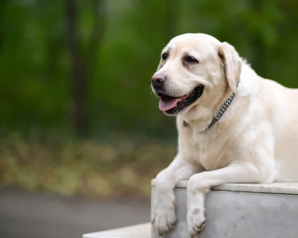 拉布拉多猎犬肖像性质 — 图库照片